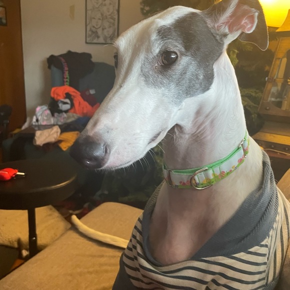 Meet your Posher, Bethany - Picture 5 of 10